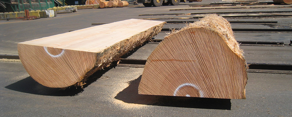 Douglas fir wood species from BC Canada