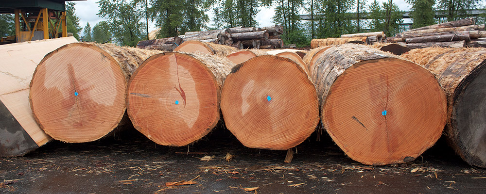 Douglas fir wood for flooring